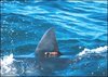 Shark passing boat at Santa Rosa Isl